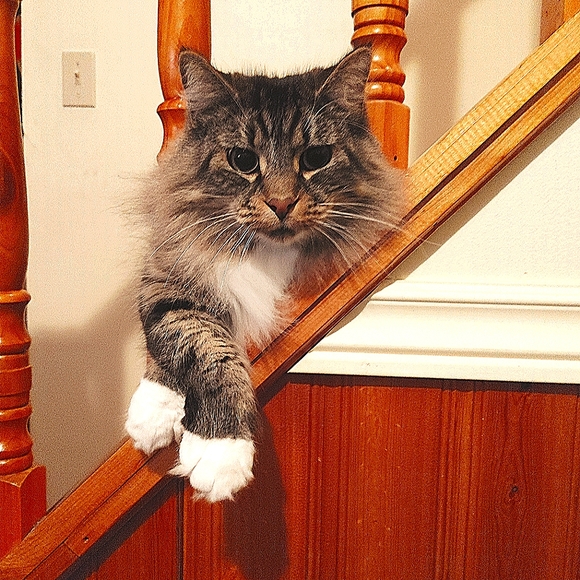 Meet your Posher, Ryan - Picture 1 of 2